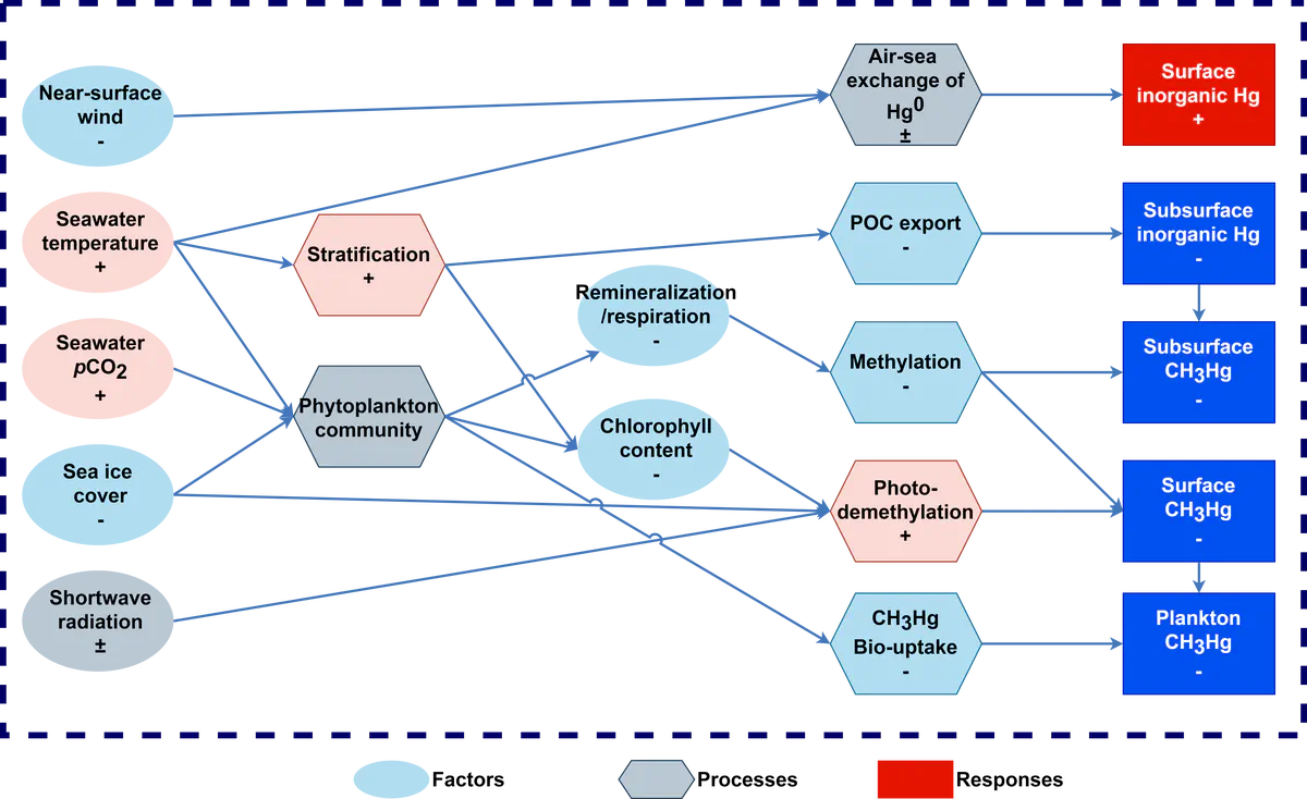 Schematic representation of the effects of climate change impacts on marine mercury cycling.